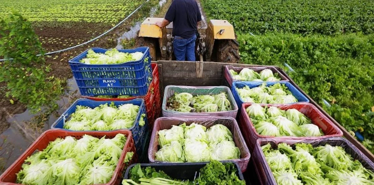 Programa de Aquisição de Alimentos