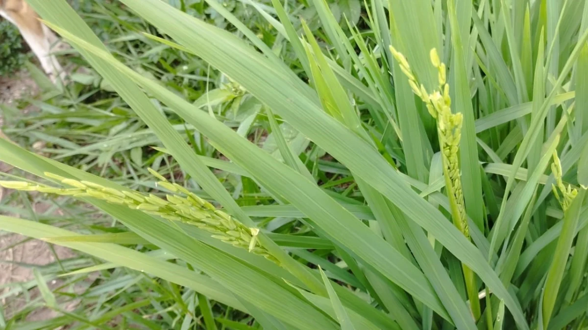 Consórcio de café e arroz é testado no Sul de Minas 1 Minas Gerais já foi um importante produtor de arroz no país, mas nas últimas décadas a cultura perdeu espaço para outras lavouras