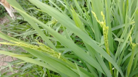 Consórcio de café e arroz é testado no Sul de Minas 4 Consórcio de café e arroz é testado no Sul de Minas