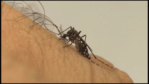 Quais repelentes posso usar contra o mosquito da dengue?