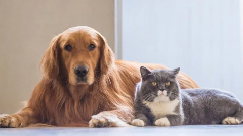 Valadares terá projeto de controle populacional de cães e gatos de rua