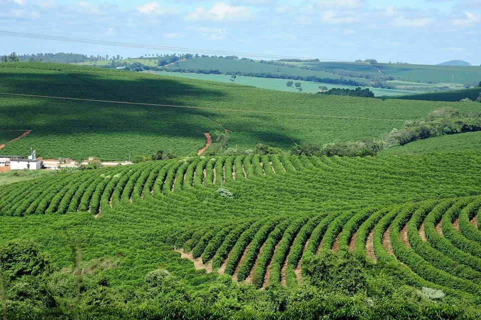 O agronegócio respondeu por 22% do Produto Interno Bruto (PIB) de Minas Gerais, somando R$ 205 bilhões em 2022, segundo o dado mais recente