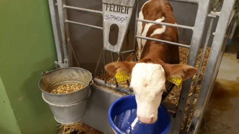 Pesquisa aponta o impacto da qualidade da água na pecuária