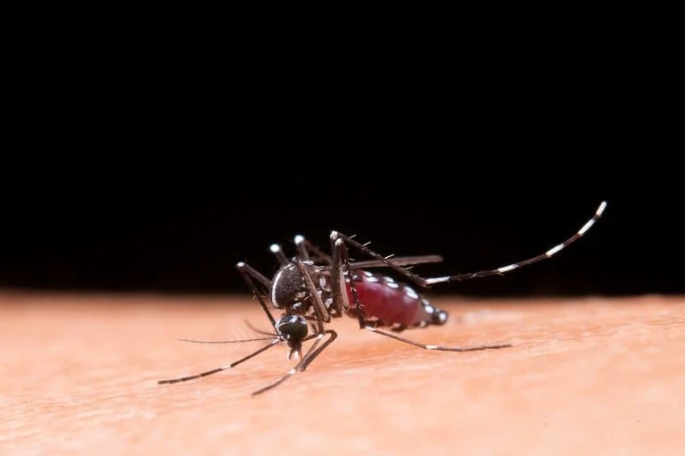 Você ou alguém próximo teve dengue recentemente? Nos últimos anos, a dengue tornou-se uma preocupação constante no Brasil