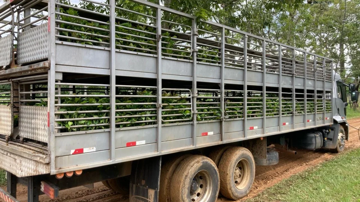 A Empresa de Pesquisa Agropecuária de Minas Gerais (Epamig) realizou a entrega das primeiras mudas de café Conilon