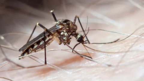 Levantamento revela situação da infestação por Aedes aegypti em Minas Gerais