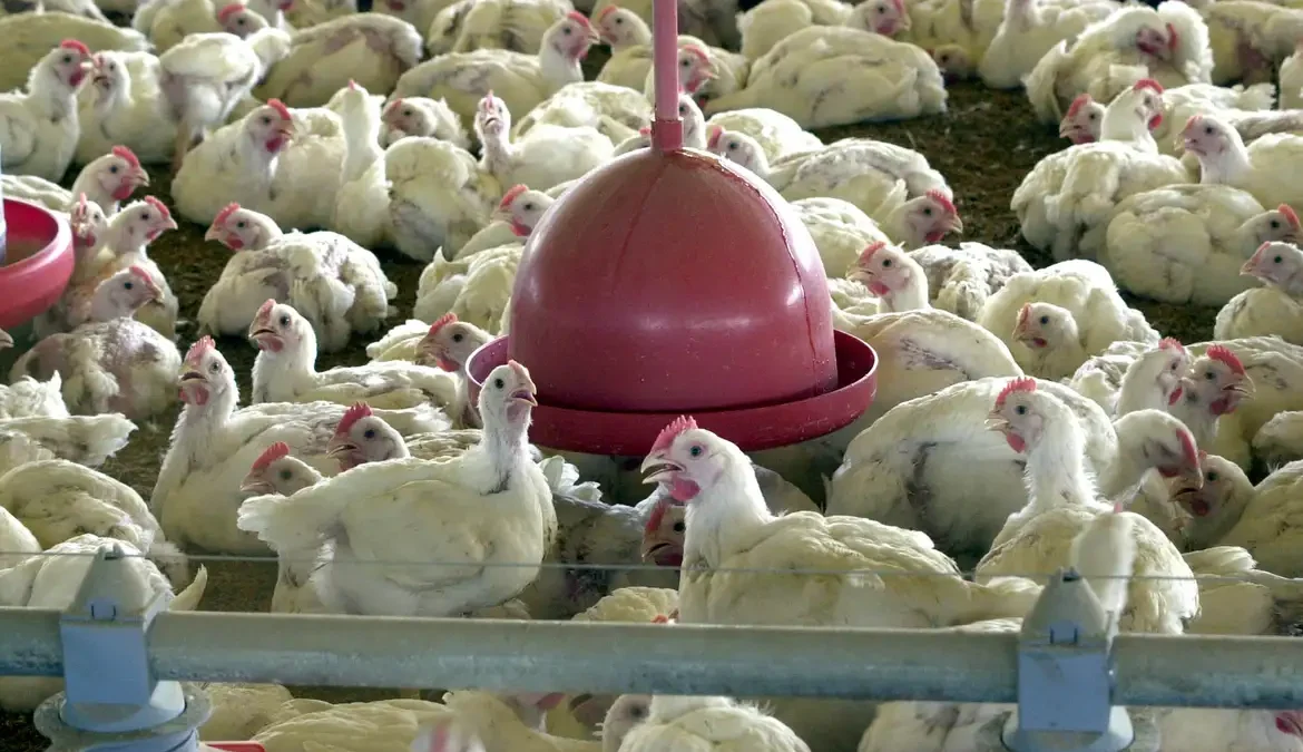 China extingue sobretaxa para carne de frango brasileira 1 A China extinguiu a tarifa antidumping sobre o frango brasileiro