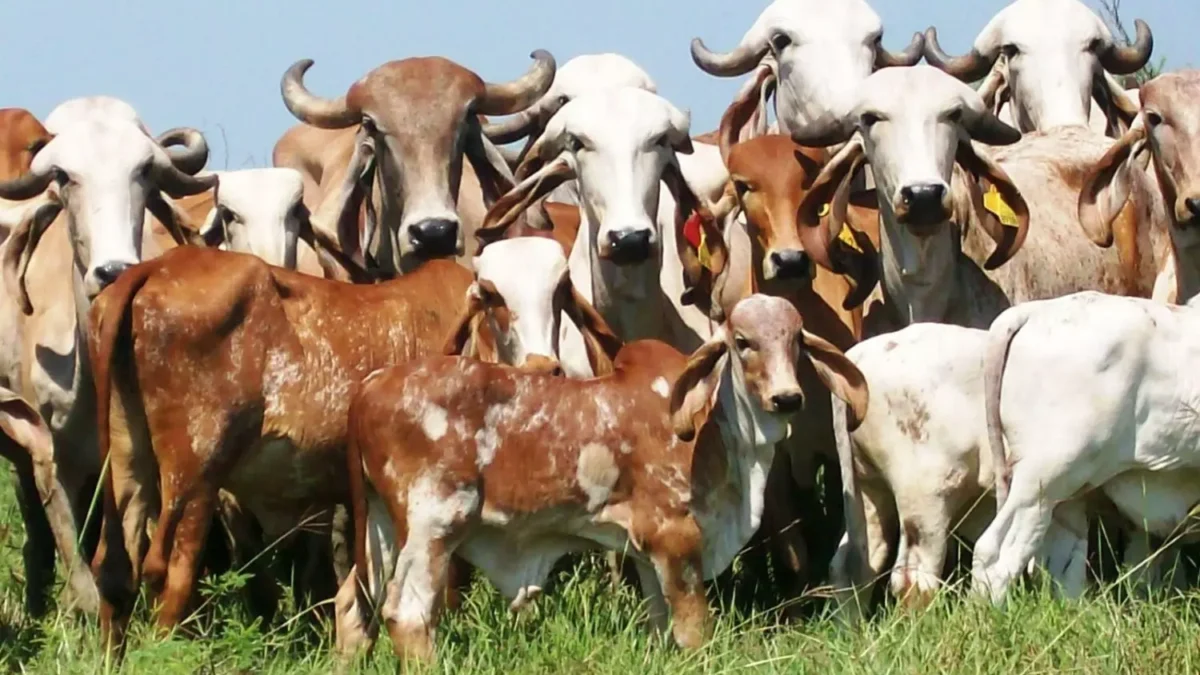 Epamig desenvolve pesquisa para auxiliar no controle da infecção de ouvido em bovinos da raça Gir 1 A Epamig tem avançado em estudos sobre a otite parasitária que acomete bovinos da raça Gir em todo o país