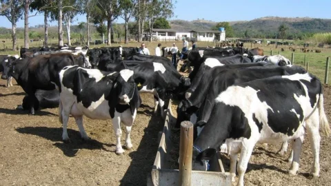 Eficiência na produção é caminho para ter rentabilidade na produção de leite, indicam especialistas da Emater-MG