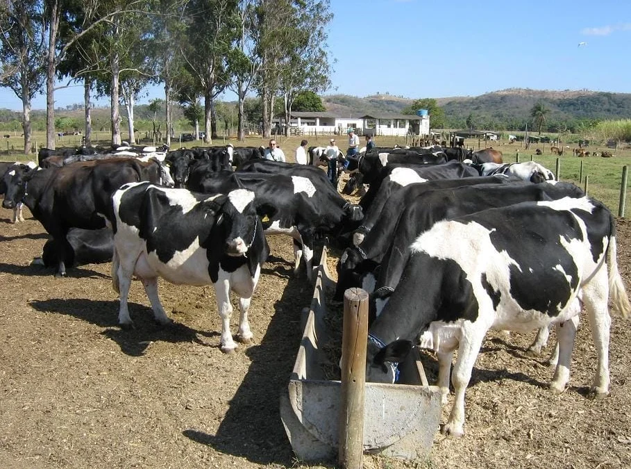 A cadeia de produção de leite no Brasil enfrenta um cenário de dificuldades motivadas por fatores nacionais e internacionais