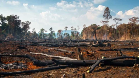 Meio Ambiente estadual reforça combate ao desmatamento em Minas 1 Meio Ambiente estadual reforça combate ao desmatamento em Minas