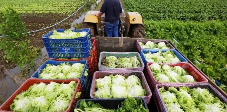Foi destinada 1,8 tonelada de alimentos que serão repassados para 200 famílias por meio de entidades socioassistenciais de Timóteo (
