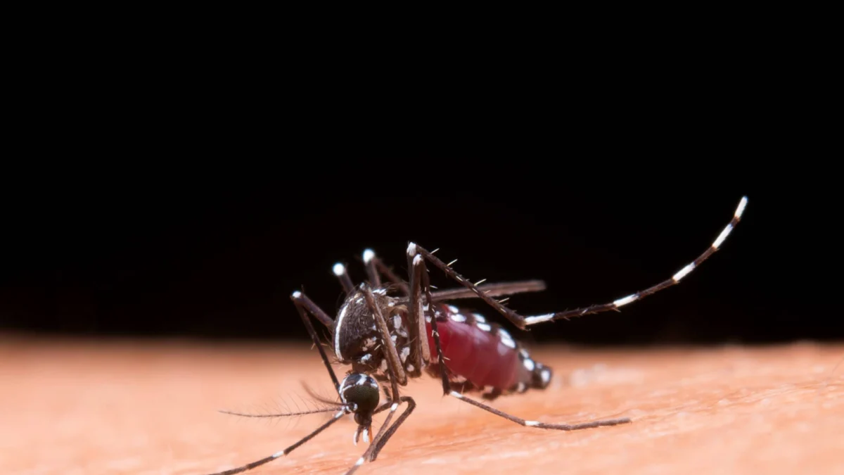 Diante desse cenário, a Secretaria Municipal de Saúde intensifica as ações de combate ao mosquito Aedes aegypti