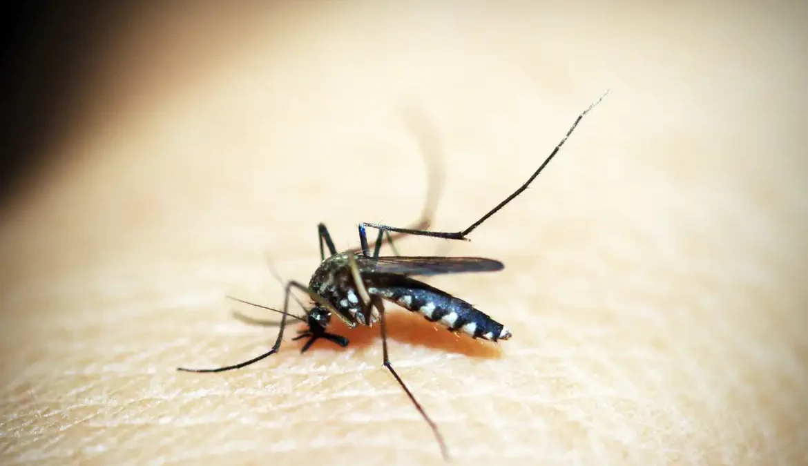 Com 28,8 mil casos, SP lança plataforma sobre situação da dengue 1 O governo do estado de São Paulo lançou nesta terça-feira (6) uma plataforma que informa, em tempo real, todos os casos de dengue