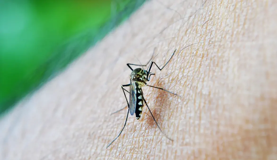 O número de casos prováveis de dengue no Brasil em 2024 chegou a 408 mil, segundo atualização de sexta-feira (9)
