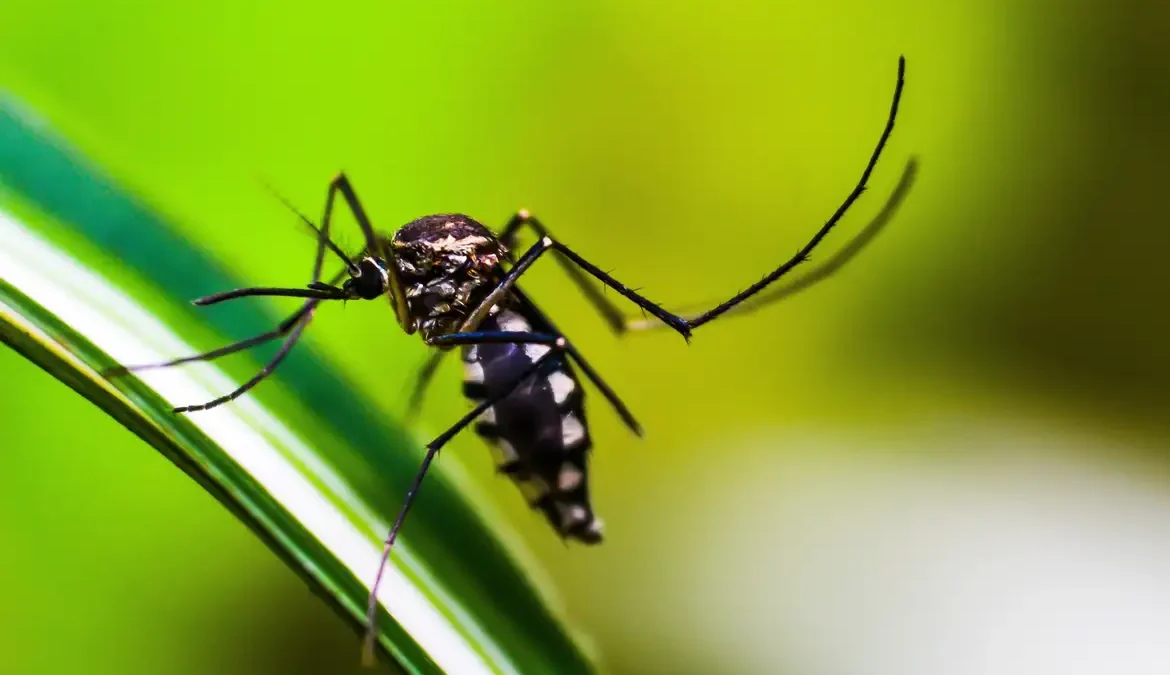 O município de Dourados, em Mato Grosso do Sul, primeiro no país a ofertar vacinação em massa contra a dengue, promove neste sábado (3)