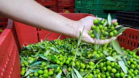 Governo de Minas impulsiona cadeia produtiva do azeite com pesquisa e apoio ao produtor