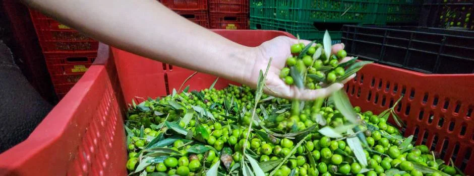 Minas Gerais vem se destacando no cultivo de oliveiras e na produção de azeite extravirgem de qualidade