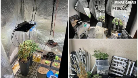 Operação Breeder mira grupo que disseminava maconha gourmet no país