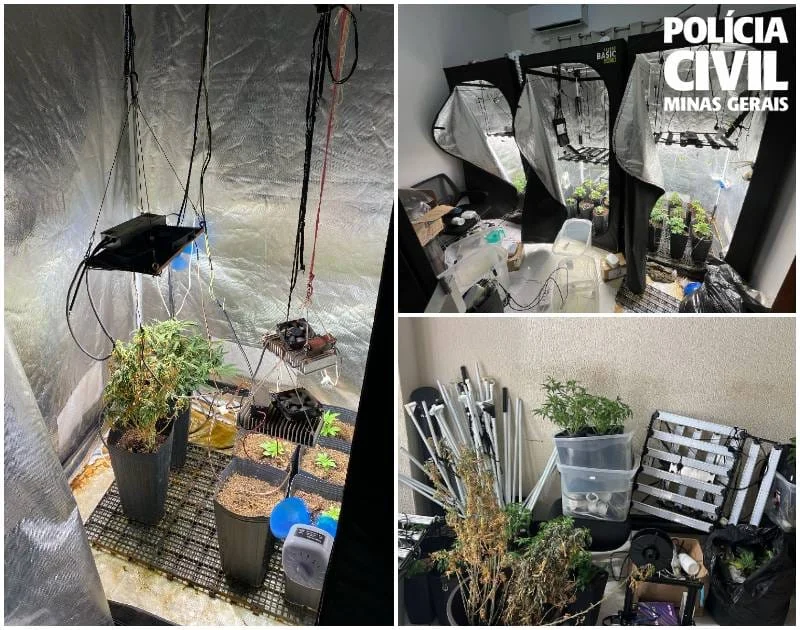 Operação Breeder mira grupo que disseminava maconha gourmet no país 1 A maconha apreendida pelos policiais civis durante a operação