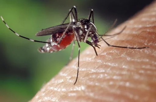 Casos notificados de arboviroses mantém tendência de alta em Caratinga 1 Até o momento, os resultados dos exames enviados à Fundação Ezequiel Dias (FUNED) confirmaram 21 casos de dengue e 23 de Chikungunya