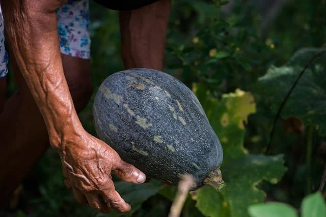 Pequenos produtores rurais estão entre os beneficiários do programa - Arquivo ALMG