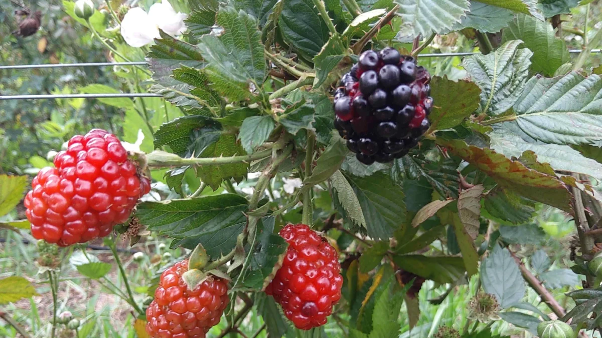 A amora-preta é uma planta arbustiva de porte ereto ou rasteiro, produz frutos com cerca de 4 a 7 gramas, de coloração negra e sabor ácido