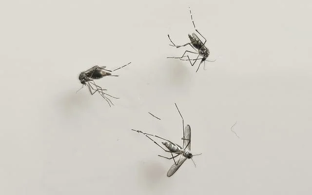 Comissão vai debater as ações de combate à dengue nas escolas 1 Além do mosquito da dengue, pragas como escorpiões e aranhas também preocupam a comissão - Arquivo ALMG