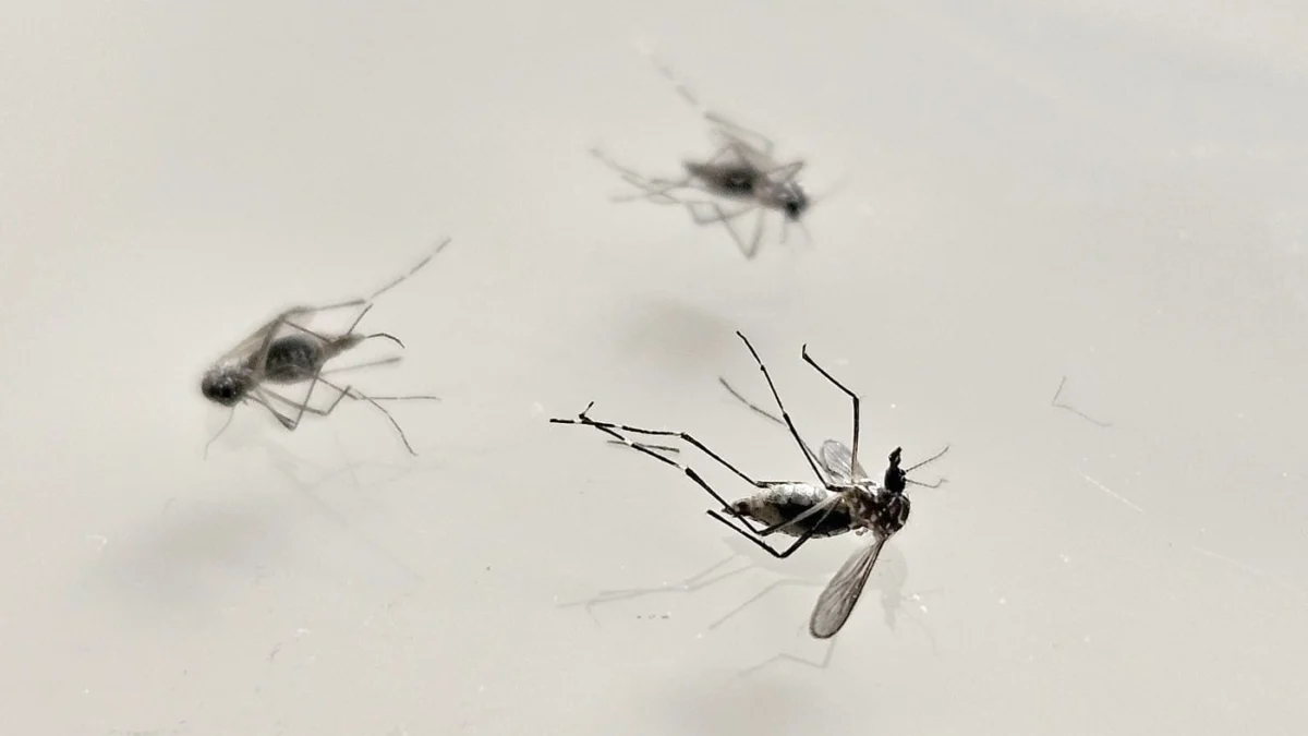 o método consiste em inocular uma bactéria no mosquito, para impedir o desenvolvimento do vírus da dengue e evitar a transmissão da doença