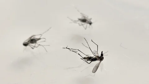 Uso de bactéria para combate e controle biológico do mosquito da dengue pauta projeto 2 Uso de bactéria para combate e controle biológico do mosquito da dengue pauta projeto