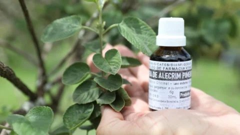 Farmácias Vivas: edital para produção de medicamentos fitoterápicos no SUS está com inscrições abertas 1 Farmácias Vivas: edital para produção de medicamentos fitoterápicos no SUS está com inscrições abertas