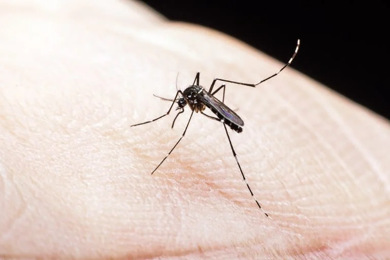 Estado de São Paulo decreta emergência para dengue 1 O governo de São Paulo decretou nesta manhã estado de emergência para a dengue