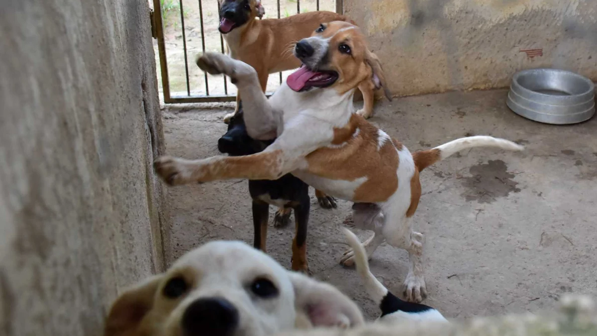 Prefeitura realizará Feira de Adoção de Animais no sábado (9) 1 O evento vai acontecer no sábado (9) das 8 às 12 horas, no Mercado Municipal
