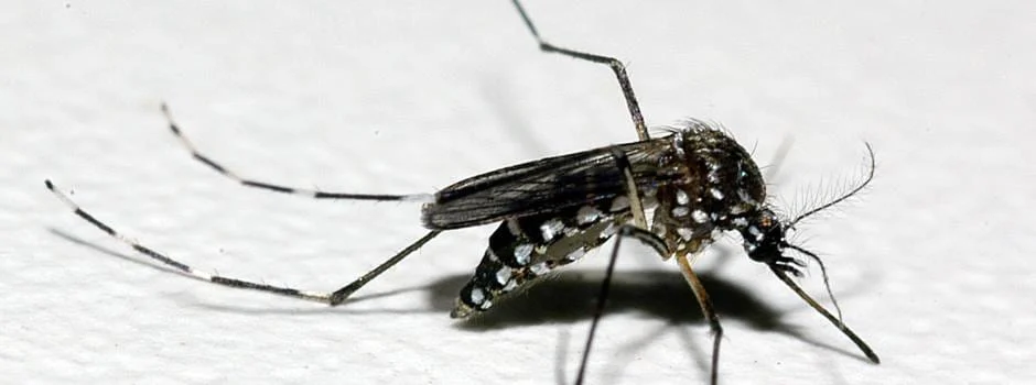 O Dia D contra a Dengue, que será realizado neste sábado (24/2), em todo o estado
