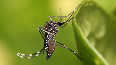 Saúde investiga suspeita de morte por dengue 2 Saúde investiga suspeita de morte por dengue