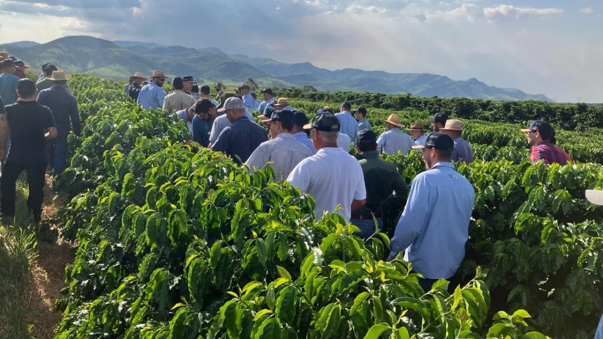 O projeto de avaliação do desempenho de novas cultivares de café para o estado de Minas Gerais chega a uma nova fase
