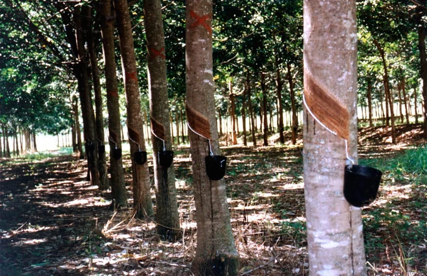 A seringueira (Hevea brasiliensis) é a principal fonte de borracha natural do mundo