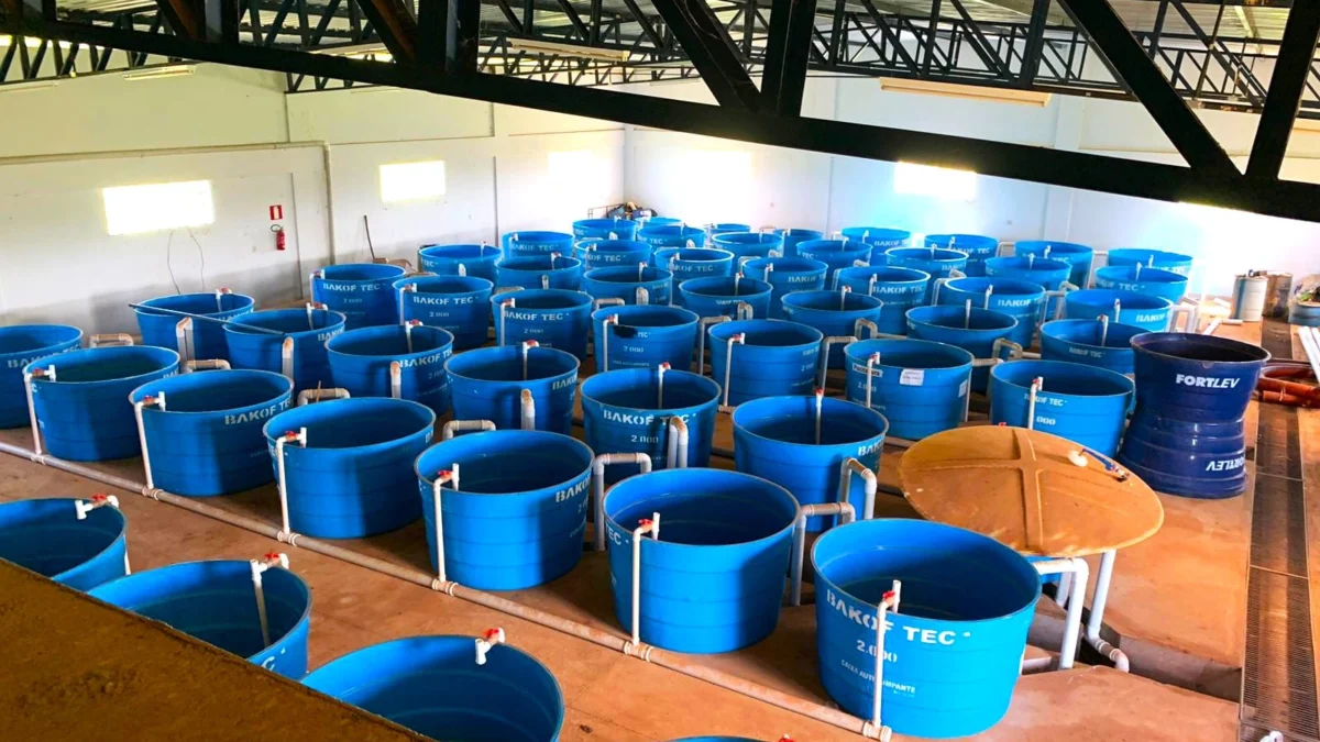Epamig finaliza obras para otimização de pesquisas sobre ração na piscicultura 1 O galpão é composto por 52 caixas d’água de 2 mil litros, cada uma com capacidade de lotação de até 300 quilos de tilápia