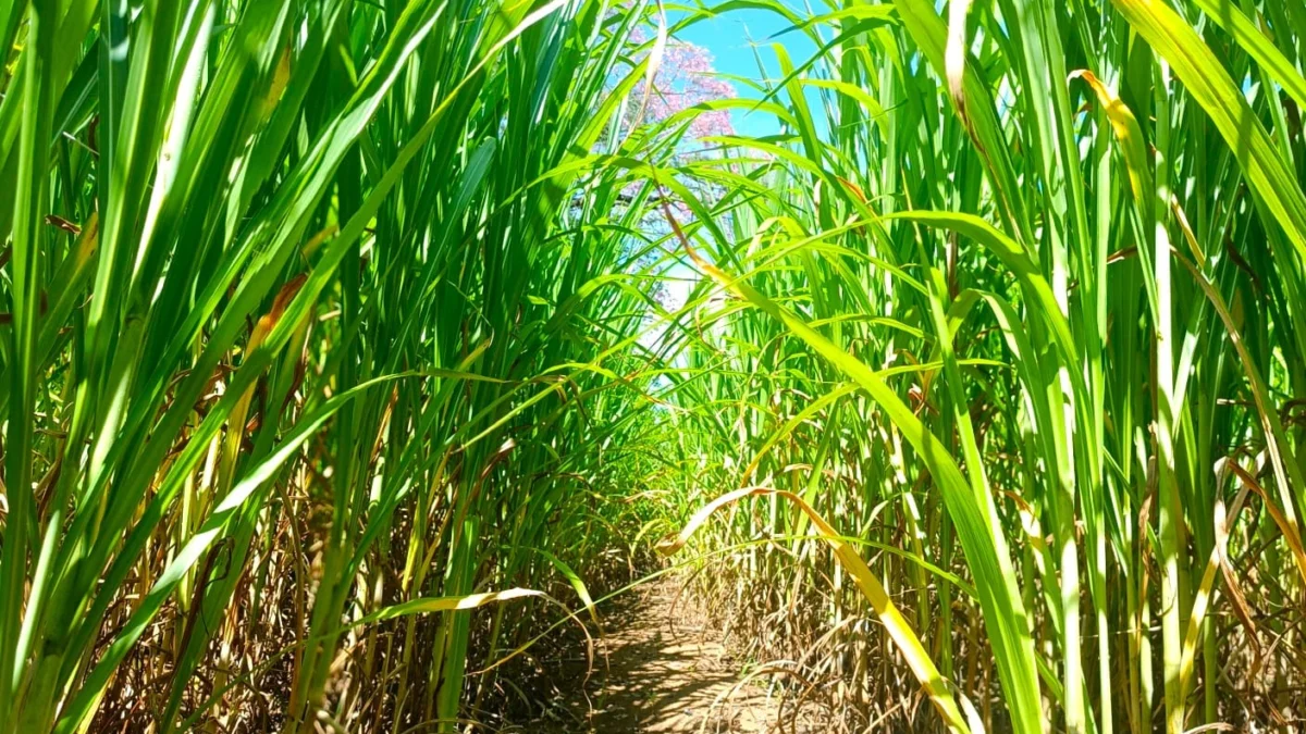 Pesquisadores da Empresa de Pesquisa Agropecuária de Minas Gerais (Epamig) recomendam o uso da cultivar de capim-elefante BRS Capiaçú como