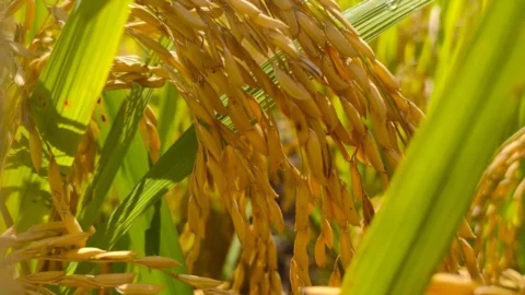 Epamig e Ufla realizam pré-lançamento de nova cultivar de arroz de terras altas em encontro tecnológico 3 Epamig e Ufla realizam pré-lançamento de nova cultivar de arroz de terras altas em encontro tecnológico