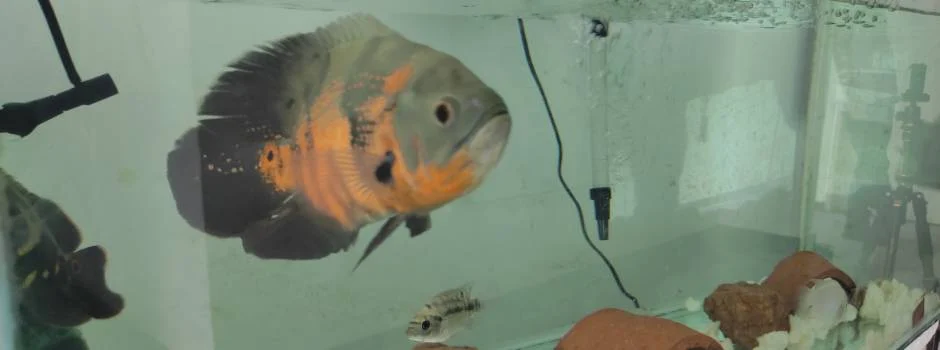 Poucos sabem, mas Minas Gerais é responsável por 70% da produção nacional de peixes ornamentais