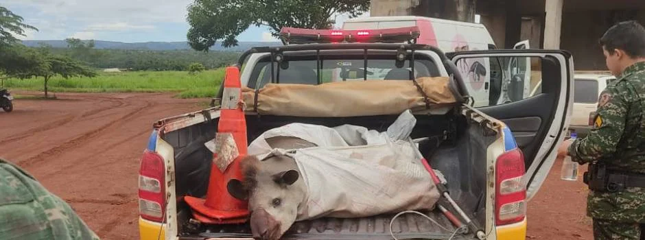Polícia Militar de Meio Ambiente resgata anta vítima de atropelamento 1 O animal encontrava-se às margens da rodovia LMG 628 com lesões e ferimentos, vítima de atropelamento