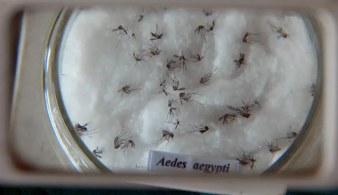 Dia D contra a dengue convoca população a eliminar focos do mosquito 1 O Ministério da Saúde realiza neste sábado (2), em todo o país, o Dia D de Mobilização contra a Dengue