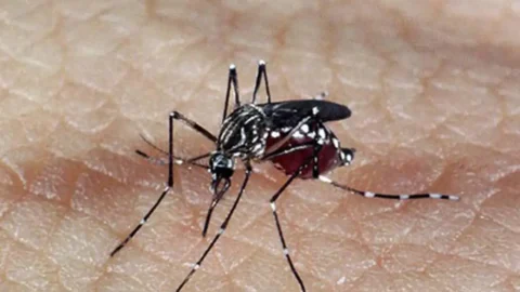 Brasil tem 391 mortes por dengue