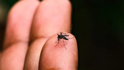 Dengue: Norte, Centro-Oeste e Sudeste têm desaceleração de casos