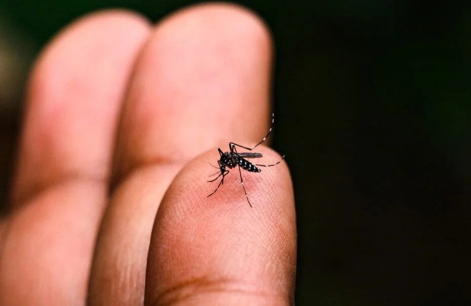 Dados da pasta apontam 2.321.050 casos prováveis de dengue no Brasil, sendo 20.844 casos de dengue grave ou com sinais de alarme