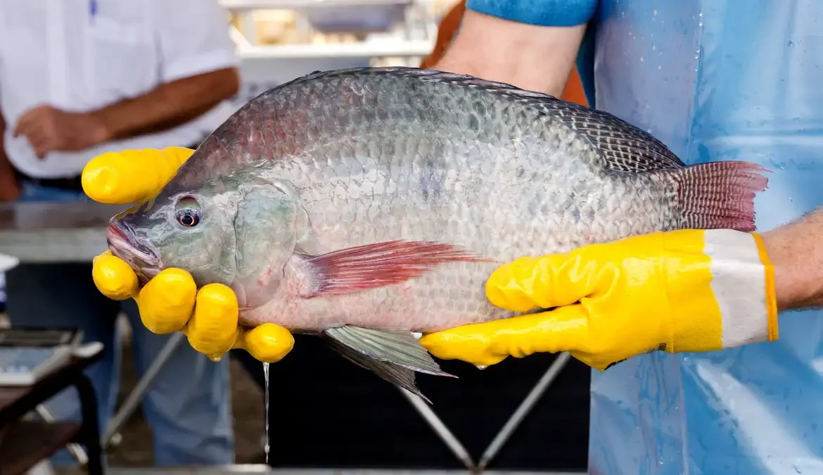 Espécies invasoras causam prejuízo anual de mais de US$ 2 bi no país 1 A conclusão é do Relatório Temático sobre Espécies Exóticas Invasoras, Biodiversidade e Serviços Ecossistêmicos, lançado nesta sexta-feira