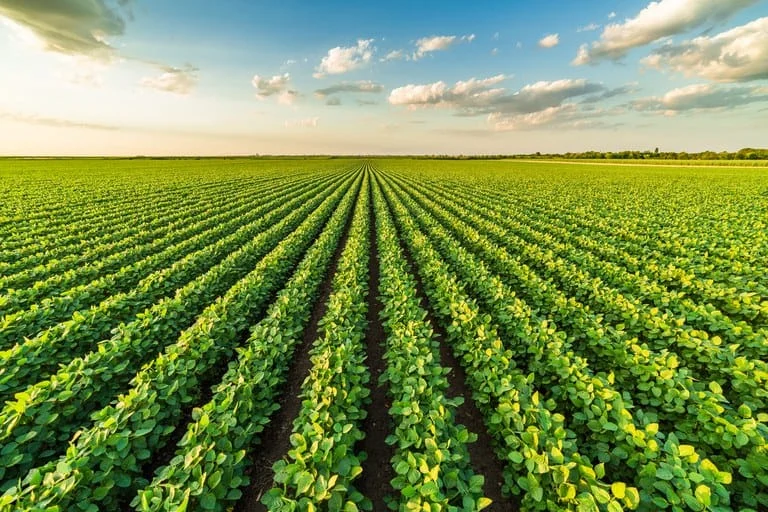 Estima-se que 63% dos 152 milhões de hectares de pastagens do Brasil estejam com algum nível de degradação