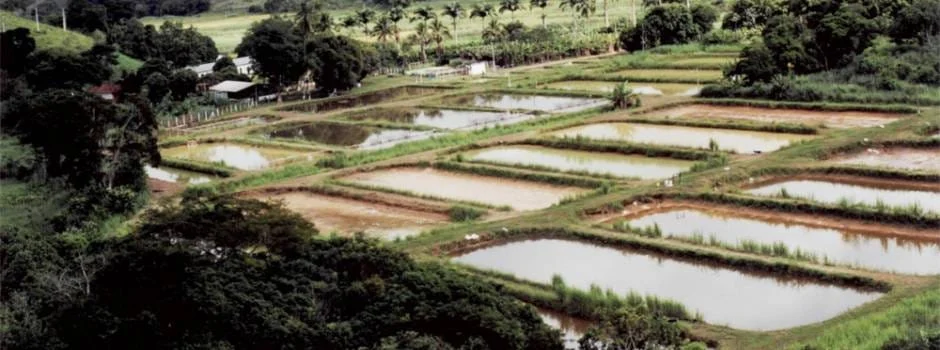 A piscicultura no Brasil é, tradicionalmente, praticada em ambiente aberto
