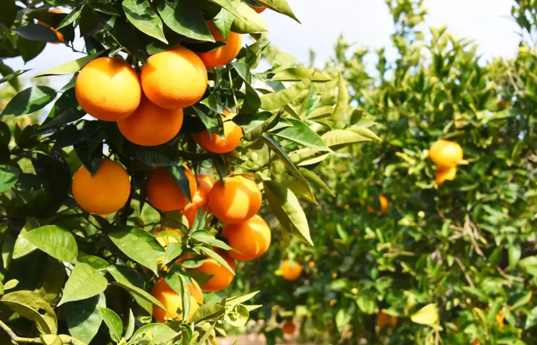 O objetivo é estabelecer polos frutíferos em Governador Valadares e viabilizar o desenvolvimento da cadeia produtiva da fruticultura por